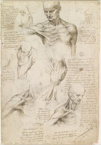 Anatomie superficielle de l